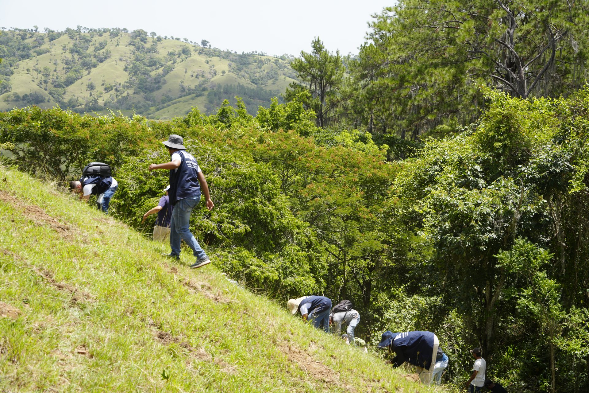 Jornada de reforestación fortalece el compromiso con la conservación de los ecosistemas de montaña - Imagen 4