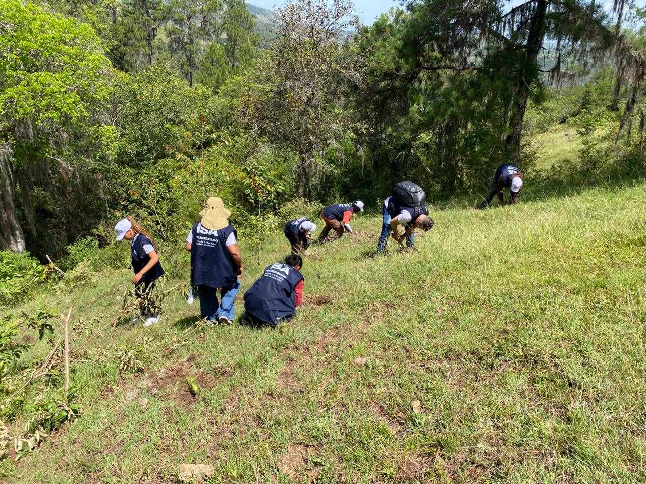 Jornada de reforestación fortalece el compromiso con la conservación de los ecosistemas de montaña - Imagen 2
