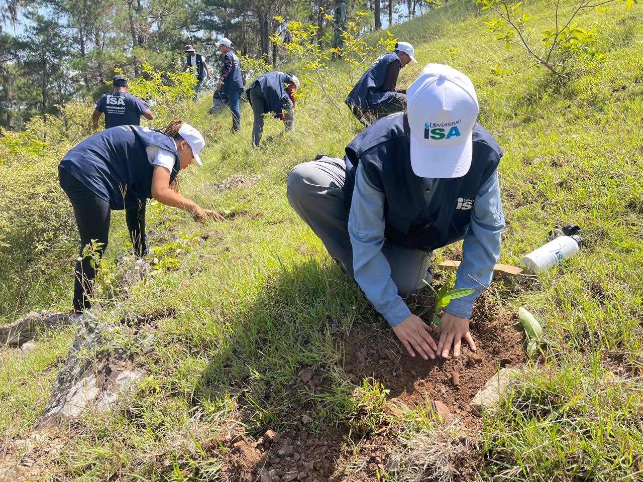 Jornada de reforestación fortalece el compromiso con la conservación de los ecosistemas de montaña - Imagen 3