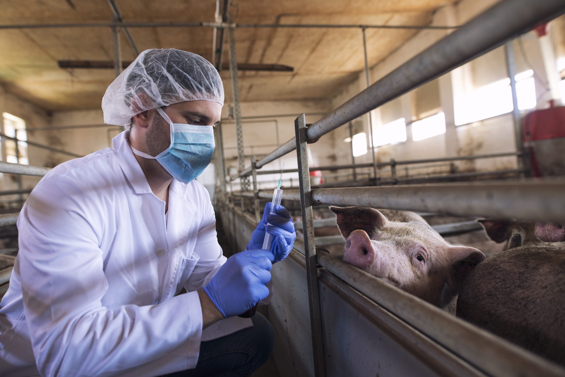 Maestría en Inocuidad y Producción Porcina